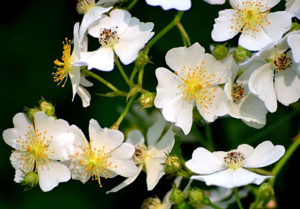 Vielblütige Rose - Büschelrose - Rosa multiflora 70-90 cm, leichter Strauch, ab 2 Triebe, wurzelnackt