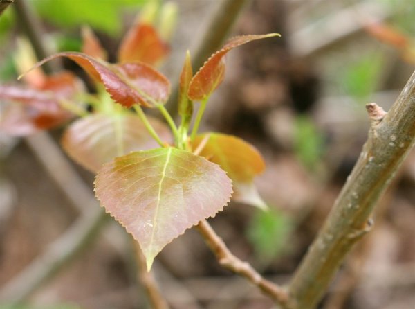 Schwarzpappel- Populus nigra  80 -100 cm, leichter Heister 1x verpflanzt