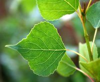 Schwarzpappel- Populus nigra  80 -100 cm, leichter Heister 1x verpflanzt