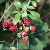 Wilde Brombeere - Rubus fructicosus 30-40 cm, im 1-Liter Topf