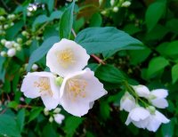 Philadelphus coronarius - Bauernjasmin 60-100 cm, 2x verpflanztter Strauch, ab 4 Trtiebe, wurzelnackt