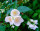 Philadelphus coronarius - Bauernjasmin 60-100 cm, 2x verpflanztter Strauch, ab 4 Trtiebe, wurzelnackt