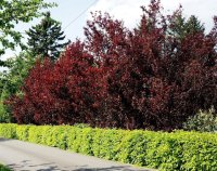 Blutpflaume - Prunus cerasifera Nigra  60-100 cm, im 5 Liter Container