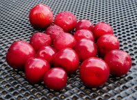 Blutpflaume - Prunus cerasifera Nigra  60-100 cm, im 5 Liter Container