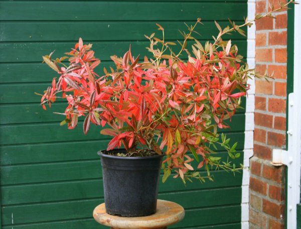 Großblättrige Berberitze - Berberis julianae 50-60 cm, im Container