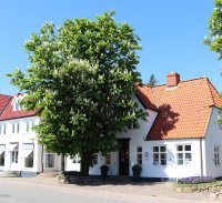 Gewöhnliche Rosskastanie - Aesculus hippocastanum...