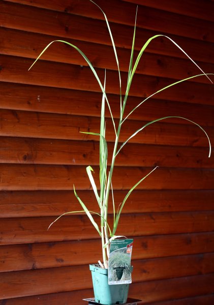 Elefantengras - Riesen-Chinaschilf Aksel Olsen - Miscanthus giganteus Staude im 1-Liter Topf