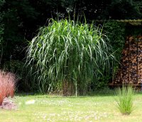 Elefantengras - Riesen-Chinaschilf Aksel Olsen - Miscanthus giganteus Staude im 1-Liter Topf