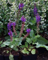 Blühsalbei - Ziersalbei - Mainacht - Salvia nemorosa