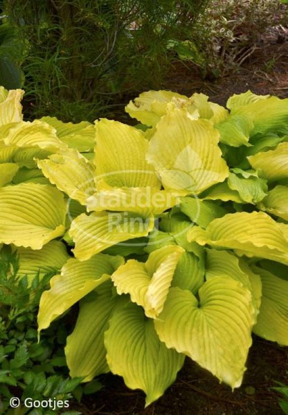 Funkie  - Hosta x cultorum Coast to Coast Staude im 1 Liter Topf