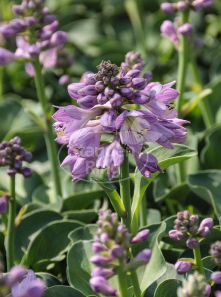 Funkie - Hosta tokudama Blue Mouse Ears  Staude in 1-Liter Topf