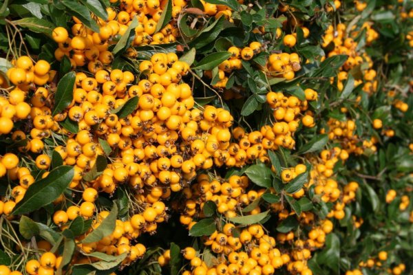 Pyracantha cocc. Soleil d Or - Feuerdorn mit gelben Beeren 80-100 cm, im 7,5 Liter Container