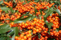 Pyracantha cocc. Orange Glow - Feuerdorn mit orangenen Beeren 60-80 cm, im 2 Liter Container