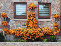 Pyracantha cocc. Orange Glow - Feuerdorn mit orangenen...