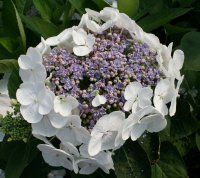 Hortensie Bauernhortensie Libelle - Hydrangea macrophylla