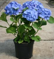 Hortensie Bauernhortensie Bela ® - Hydrangea macrophylla