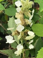 Eichenblatt-Hortensie - Hydrangea quercifolia Snowflake