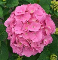 Hortensie Bauernhortensie Rosita - Hydrangea macrophylla