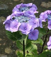 Hortensie Bauernhortensie Zorro® - Hydrangea macrophylla