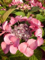 Hortensie  Dark Angel® - Hydrangea macrophylla