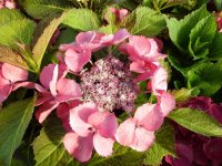 Hortensie  Dark Angel® - Hydrangea macrophylla