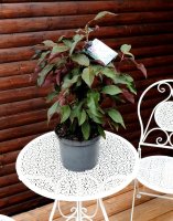 Hortensie Hot Chocolate® - Hydrangea aspera  Hot...