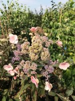 Hortensie Hot Chocolate® - Hydrangea aspera  Hot...