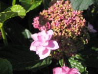 Hortensie Bauernhortensie Izu-no-hana - Hydrangea...