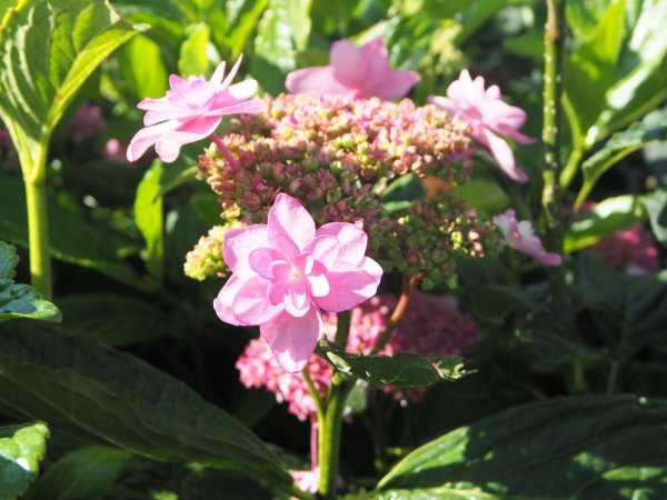 Hortensie - Bauernhortensie - Hydrangea macrophylla Izu-no-hana  30-40 cm, im Container