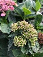 Hortensie - Tellerhortensie - Hydrangea serrata Koreana  30-40 cm, im Container