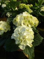 Hortensie Bauernhortensie  Caipirinha® - Hydrangea...