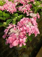 Hortensie Bauernhortensie Nizza - Hydrangea macrophylla