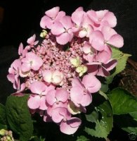 Hortensie Bauernhortensie Messalina - Hydrangea macrophylla