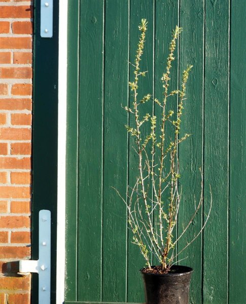 Sanddorn (weiblich) -  Hipphophae rhamnoides Leikora - 60-100 cm, Strauch  im 3 Liter Container