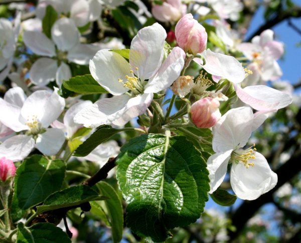 Apfelbaum Boskoop Malus domestica Halbstamm, ca. 170 cm, im 10 Liter Container