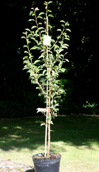 Birne Williams Christbirne - Pyrus com. Williams Christbirne Buschbaum, ca. 150 cm, im 10 Liter Container