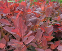 Perückenstrauch - Cotinus dummeri Grace 60-80 cm, im Container