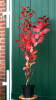 Perückenstrauch - Cotinus dummeri Grace 60-80 cm, im Container