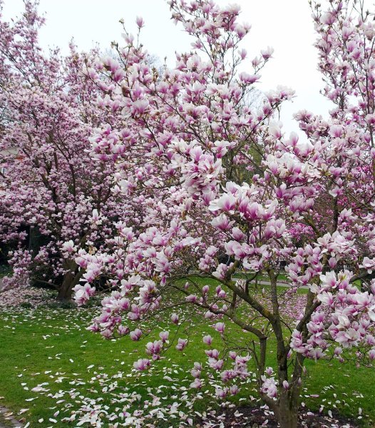 Tulpenmagnolie - Magnolia soulangiana 40-60 cm, im 3 Liter Container