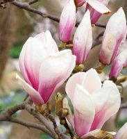 Tulpenmagnolie - Magnolia soulangiana 80-100 cm, Solitär im15 Liter Container