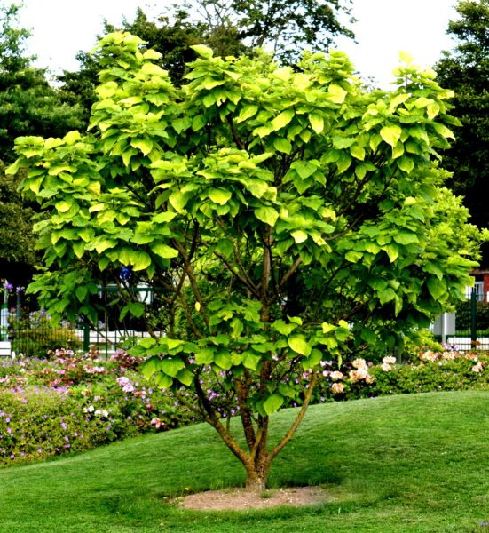 Gold-Trompetenbaum Catalpa bignonioides Aurea  Gold-Trompetenbaum 80-100 cm, im 7,5 Liter Container