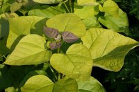 Gold-Trompetenbaum Catalpa bignonioides Aurea  Gold-Trompetenbaum 80-100 cm, im 7,5 Liter Container