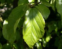 Eisenholzbaum - Parrotie - Parrotia persica 40-60 cm, im Container oder mit Ballen