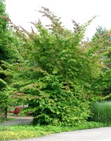 Eisenholzbaum - Parrotie - Parrotia persica 40-60 cm, im Container oder mit Ballen