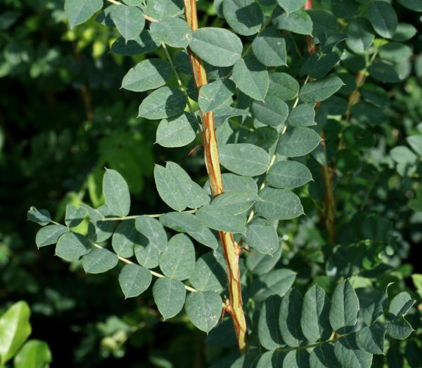 Erbsenstrauch - Caragana arborescens 60-100 cm, verpflanzter Strauch ab 3 Triebe