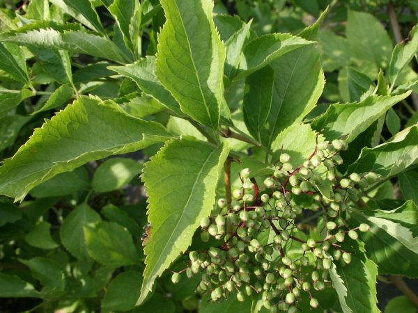 Holunder Haschberg - Sambucus nigra