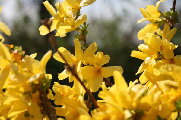 Forsythie Goldglöckchen Lynwood - Forsythia intermedia Lynwood 100-150 cm, im 7,5 Liter Container