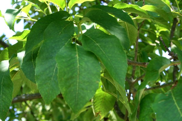 Blumen-Esche - Fraxinus ornus  100-125 cm, Heister im 7,5-Liter  Container