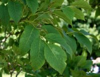 Blumen-Esche - Fraxinus ornus  100-125 cm, Heister im 7,5-Liter  Container