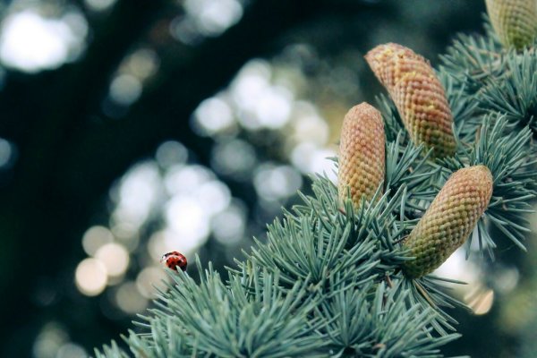 Weißtanne, Silbertanne, Edeltanne, Weihnachtsbaum - Abies alba 3-jährig verschulter Sämling, wurzelnackt